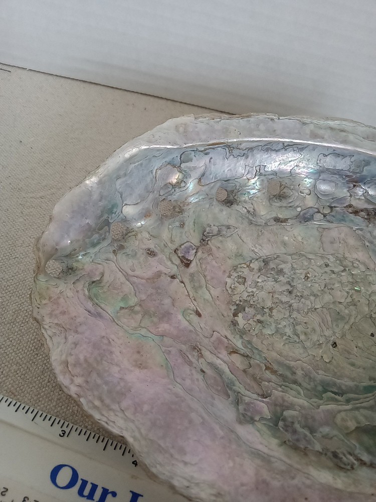 Large 7. 75 inch Abalone Shell Natural Estate Find