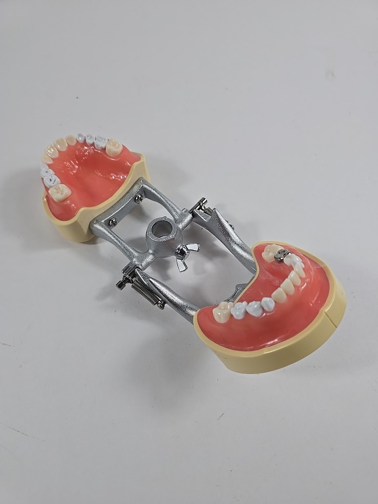 Dental Practice Typodont Model