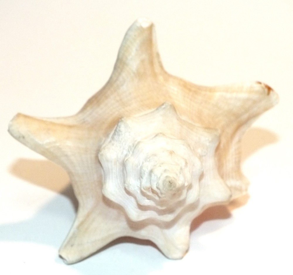 Vintage Conch Shell Seashell Shells Small Beautiful Pink Interior Natural S53