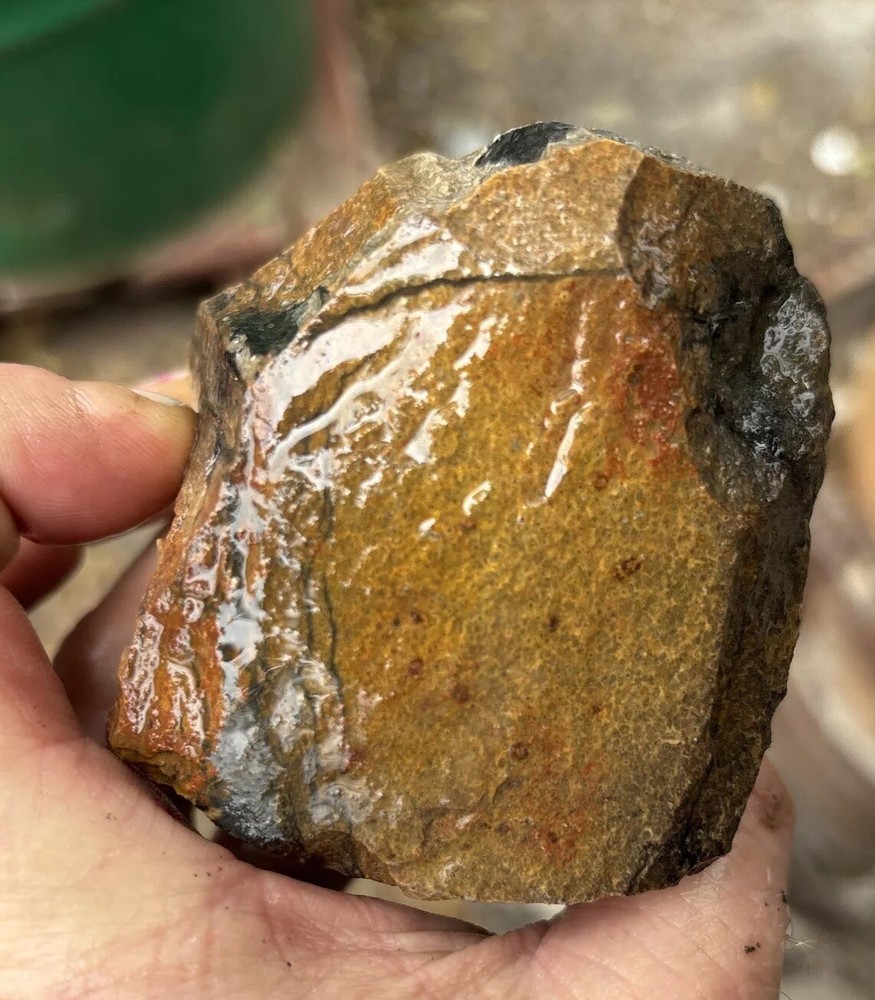 Tempskya petrified Palmwood