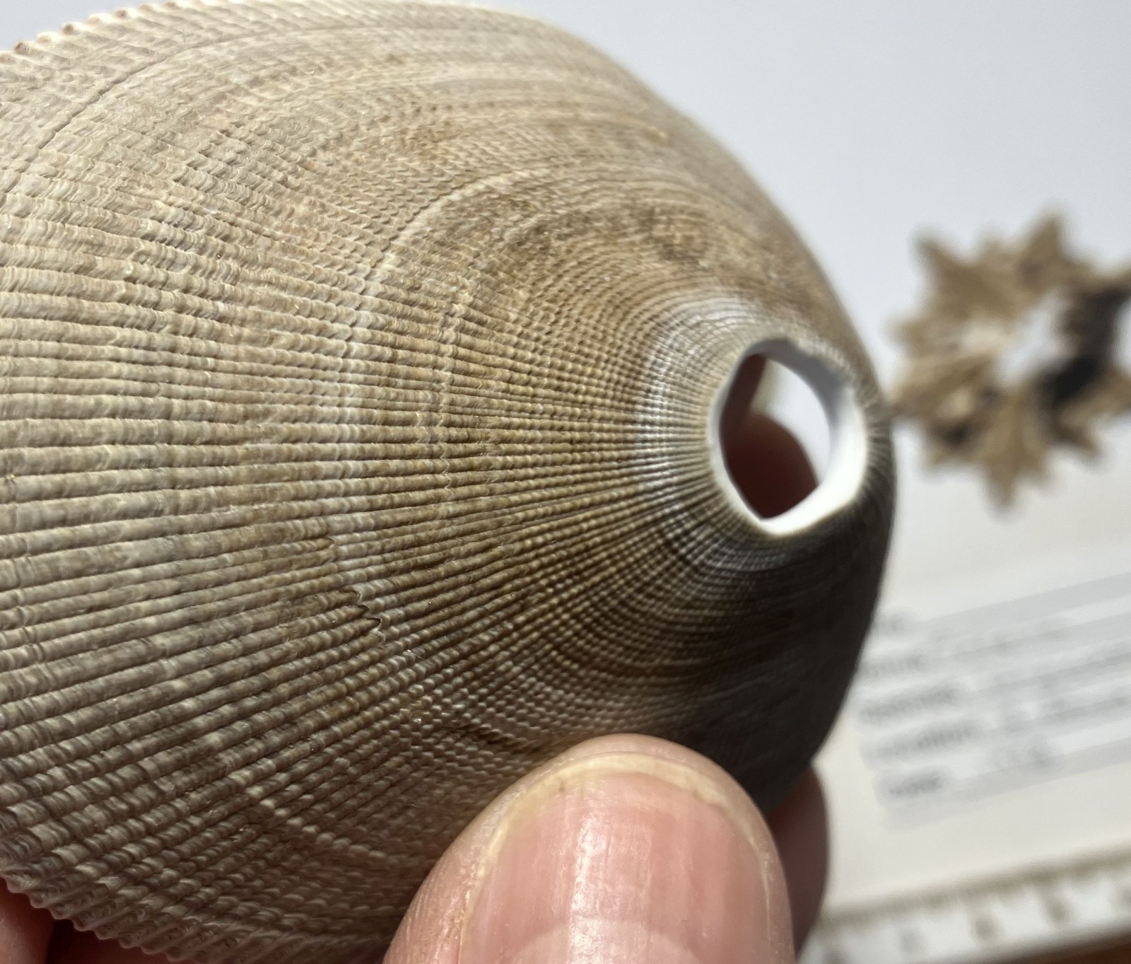 Limpets. 3 species. Diadora sp., Patella sp., Megathura crenulata. Great Shape