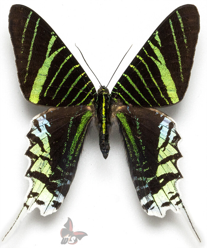 Urania leilus, UNMOUNTED