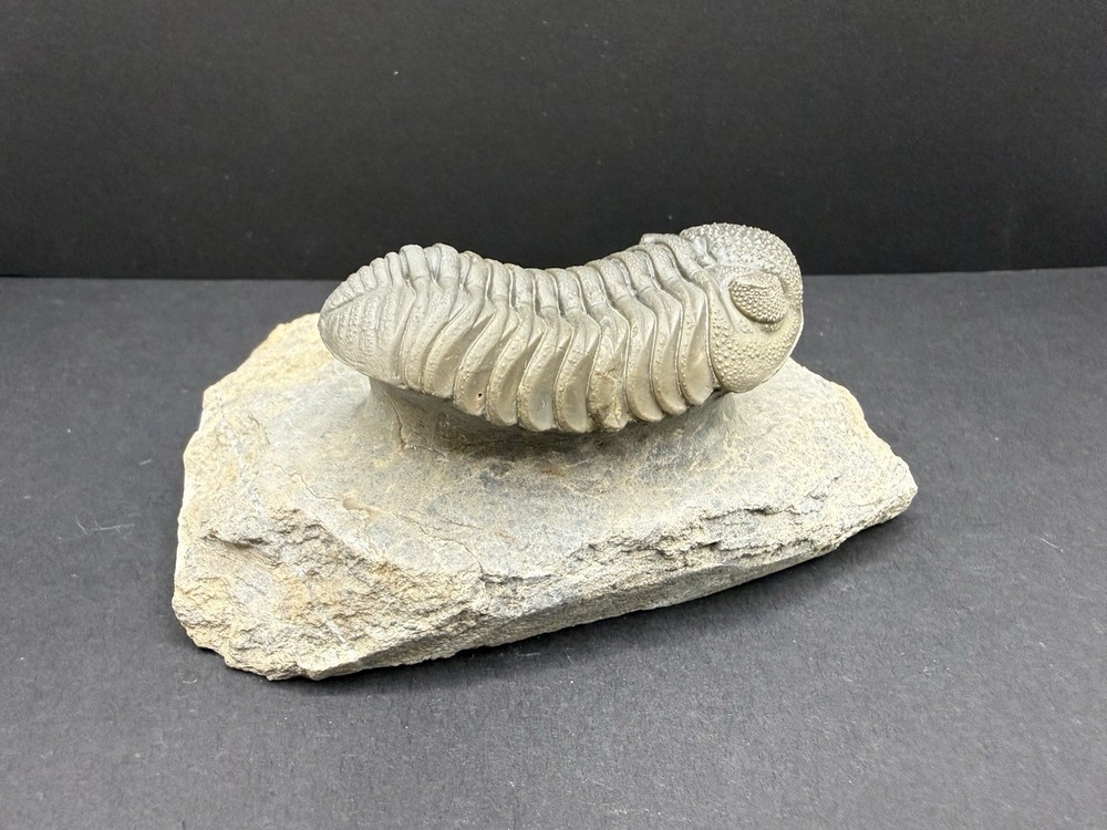 Moroccops Trilobite - Top Quality Specimen