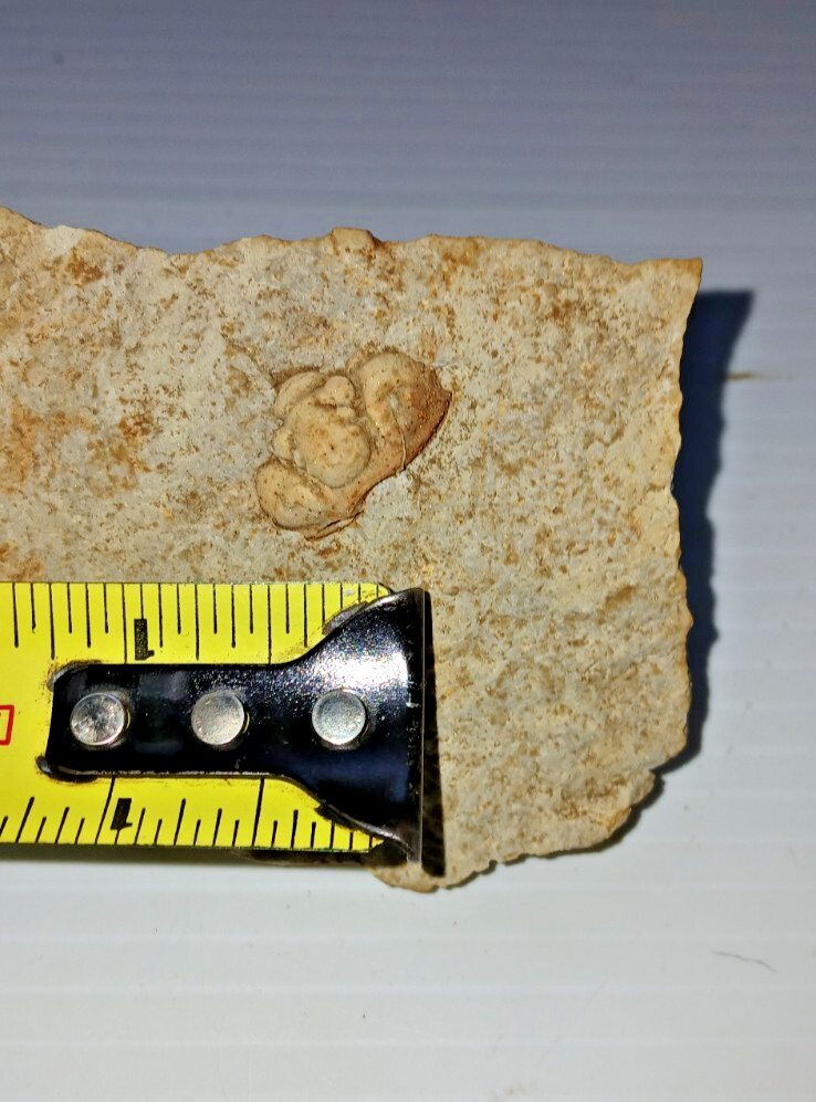 Trilobite Fossil