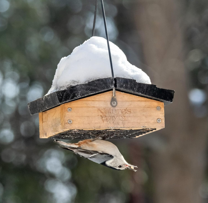 CWF2 Cedar Suet Upside-Down Bird Feeder, Black