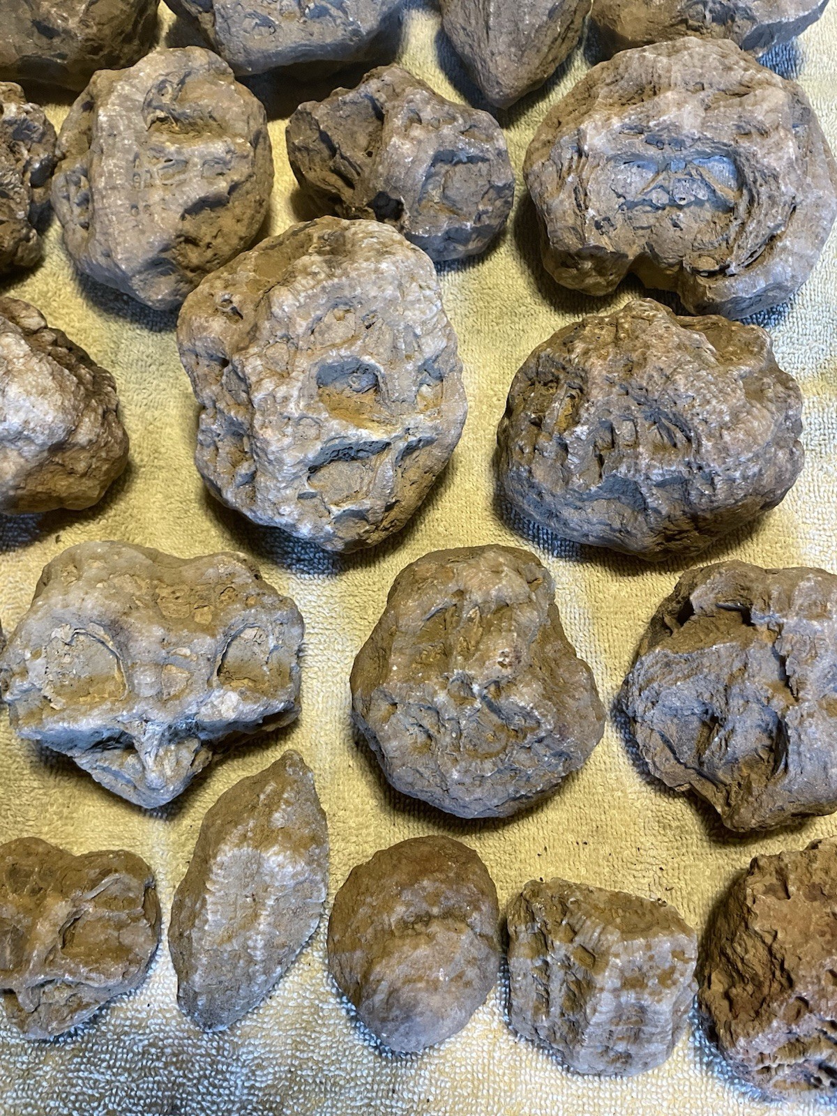 27-KENTUCKY GEODIZED FOSSILS. NICE ONES. 1” TO 5”.