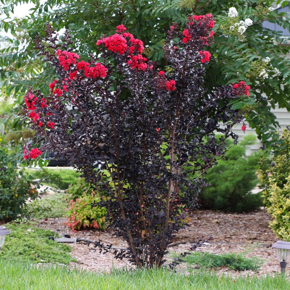 Ruby Thunderstruck Crape Myrtle Starter Lagerstroemia Rooted "STARTER" Plant