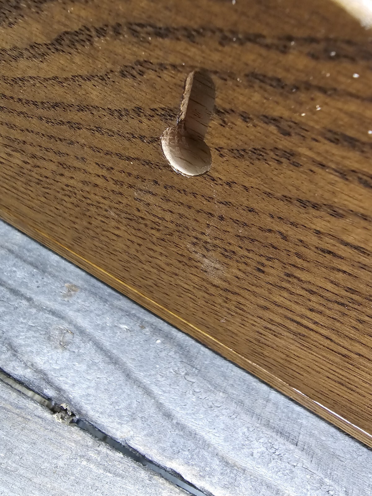 WILD TURKEY SPUR BEARD HUNTING MOUNT OAK 11 HOOK HOLDER TROPHY PLAQUE TAXIDERMY