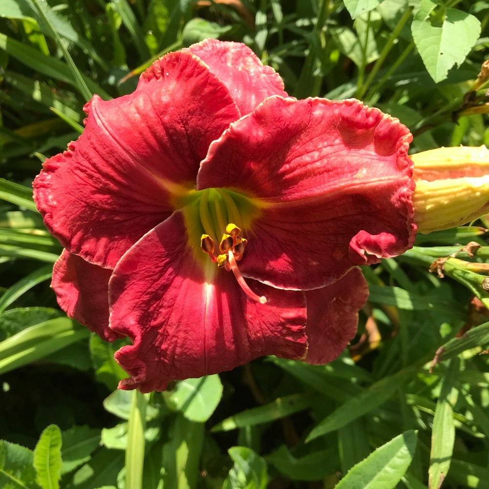 Assorted Daylilies, Mixed Daylilys, perennial's return every year multiplying