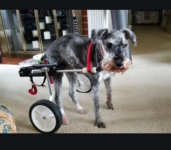 Small medium wheelchair For dogs