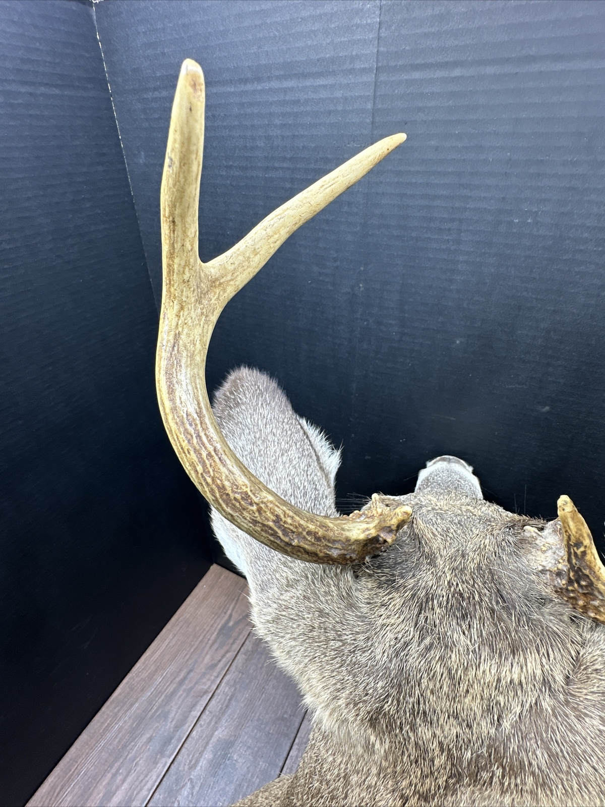 Nice 6 Point Whitetail Deer Buck Shoulder Mount Taxidermy