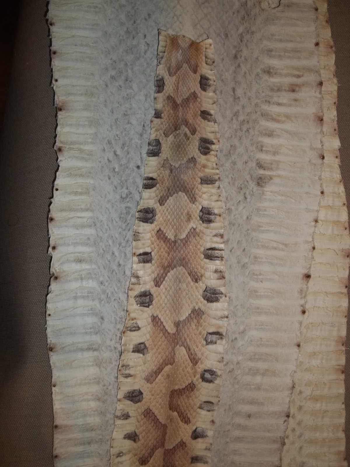 Tanned Copperhead skin 2-1/2" X 24-1/2" "Agkistrodon contortrix"