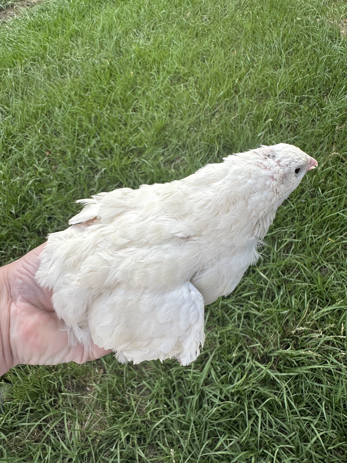 Quail 12++Jumbo Texas A&M Large Egg Layer Great meat priority ship and foam pack