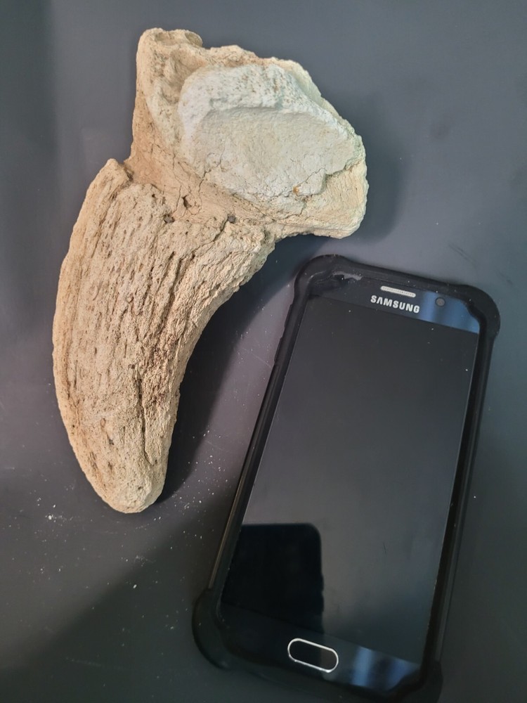 BISON HORN From ICE AGE