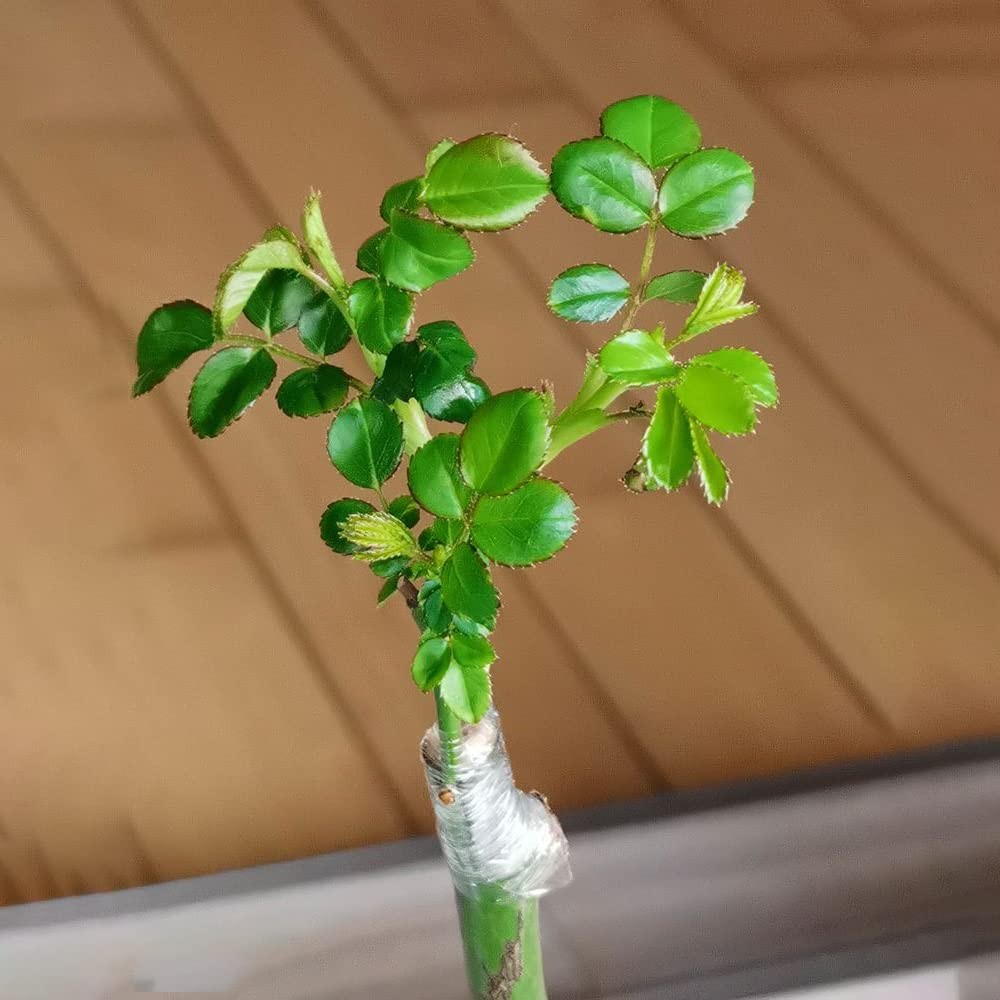 Grafting Tape Grafting Film for Plants, 2 Pack Stretchable Garden Grafting Tape