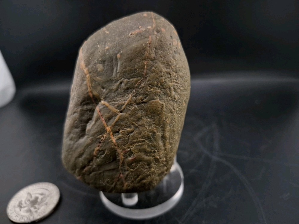 Real Permineralized Dinosaur Half Egg Embro
