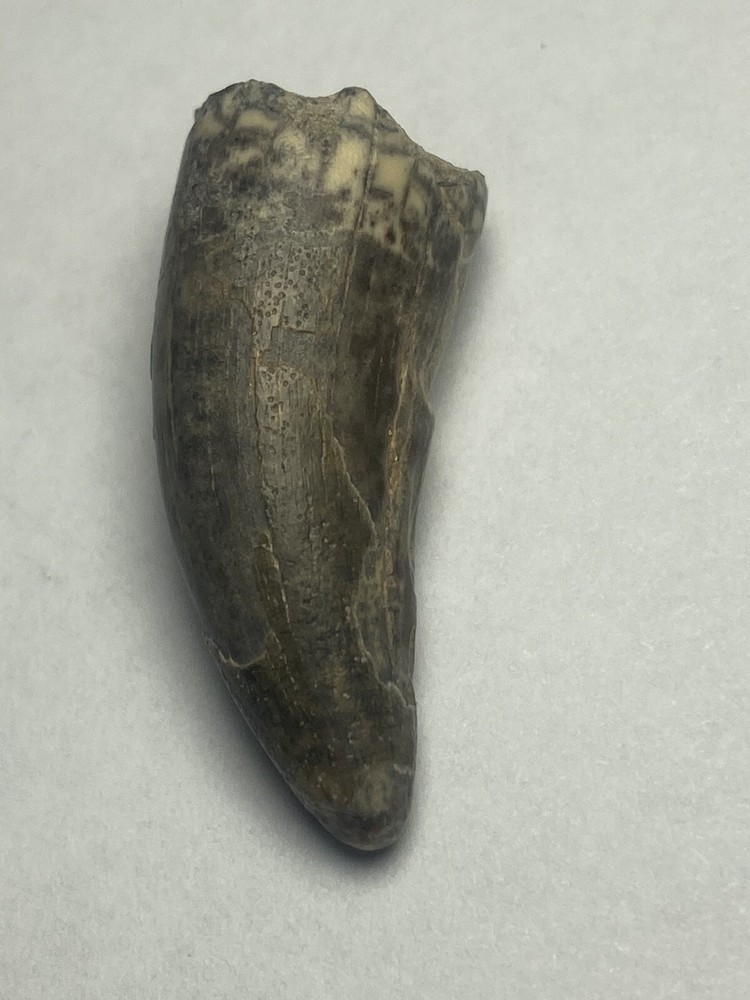 Eocarcharia Tooth