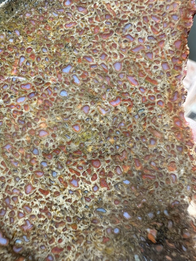 Dinosaur bone rough **hxtled end cut.