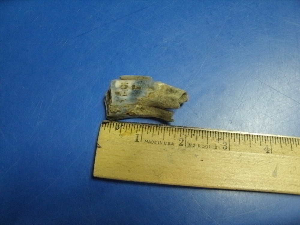 FOSSIL BISON TOOTH RILEY CO. KANSAS