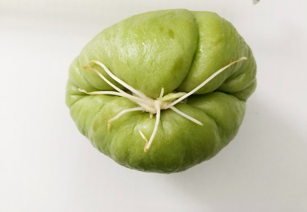 Sprouting Chayote, Choko, Chocho, Vegetable Pear, Mirliton