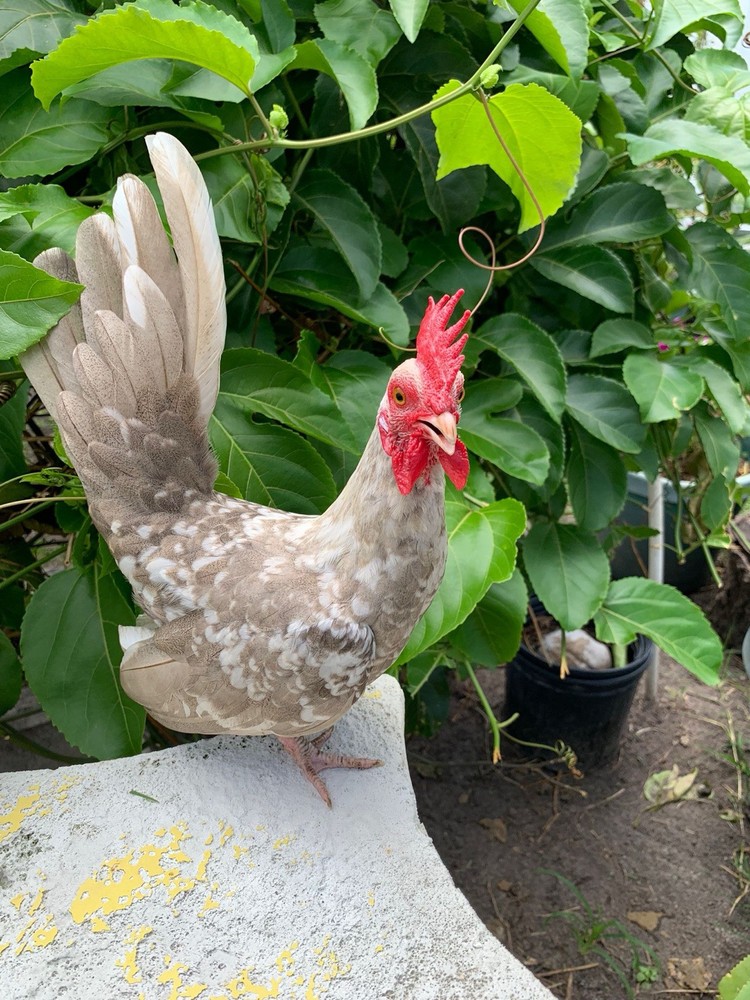 4 Kikirikis Hatching Eggs