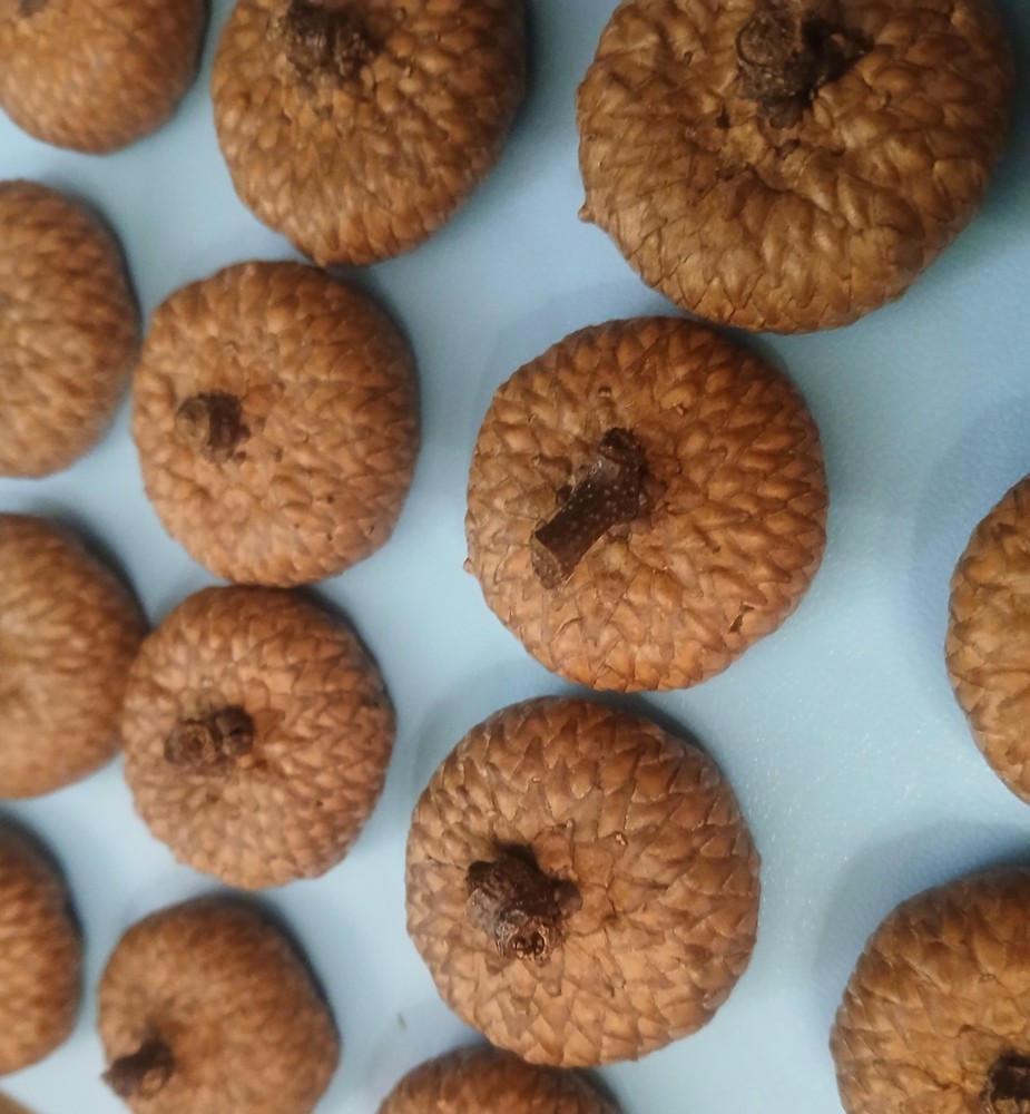 30 Large Midwestern Acorn Caps