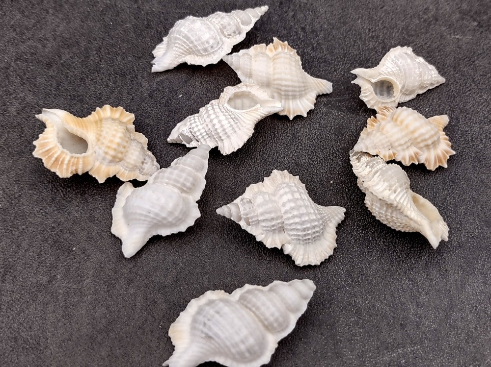Small Frog Seashells Biplex Perca (10 shells approx. 1+ inches)