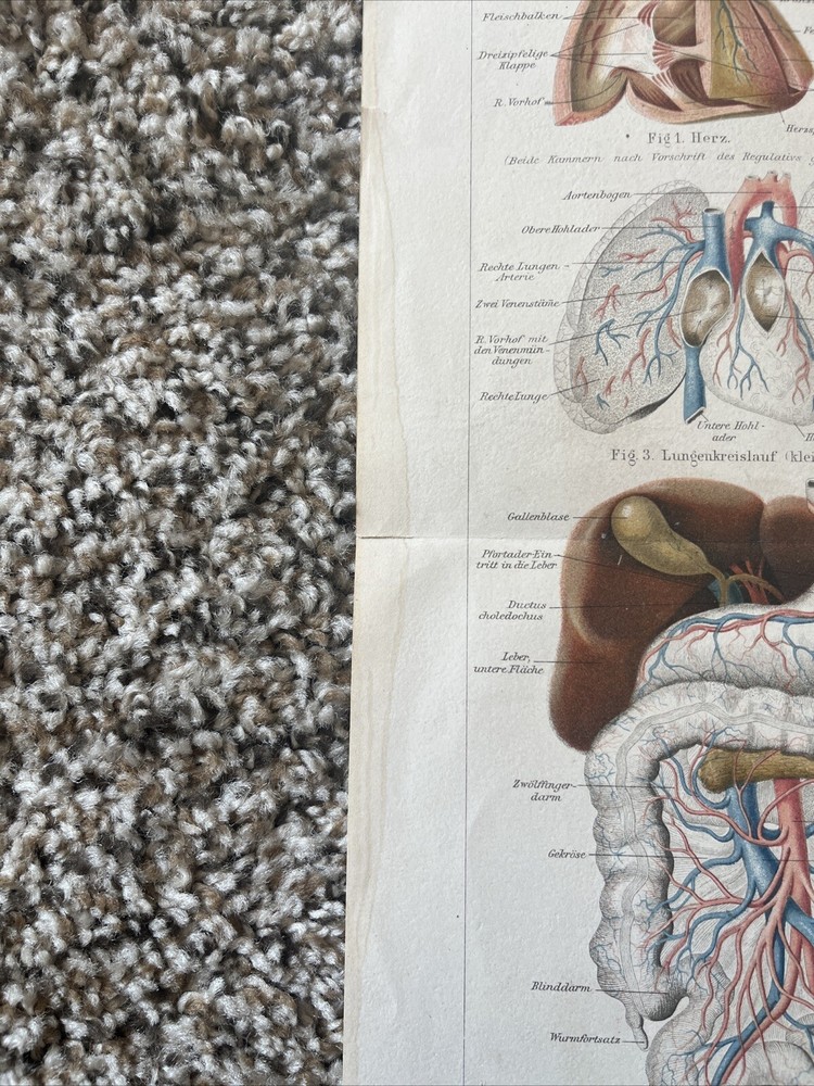 Vintage Anatomy Diagram (Vascular System)