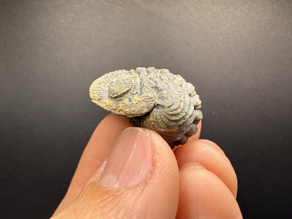 Enrolled Moroccops Trilobite