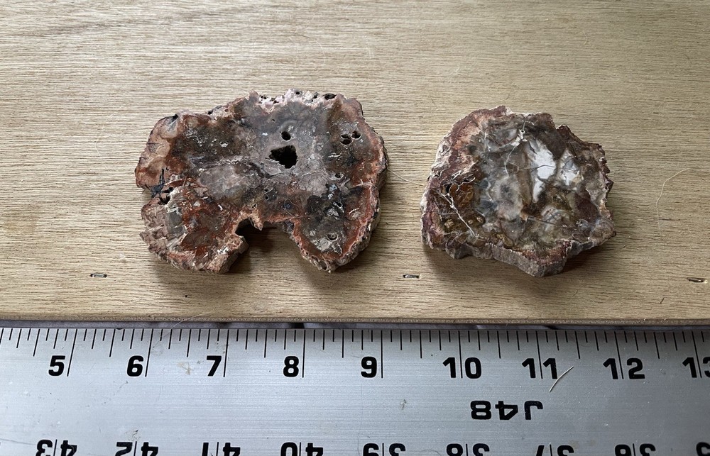 Petrified Wood Collection