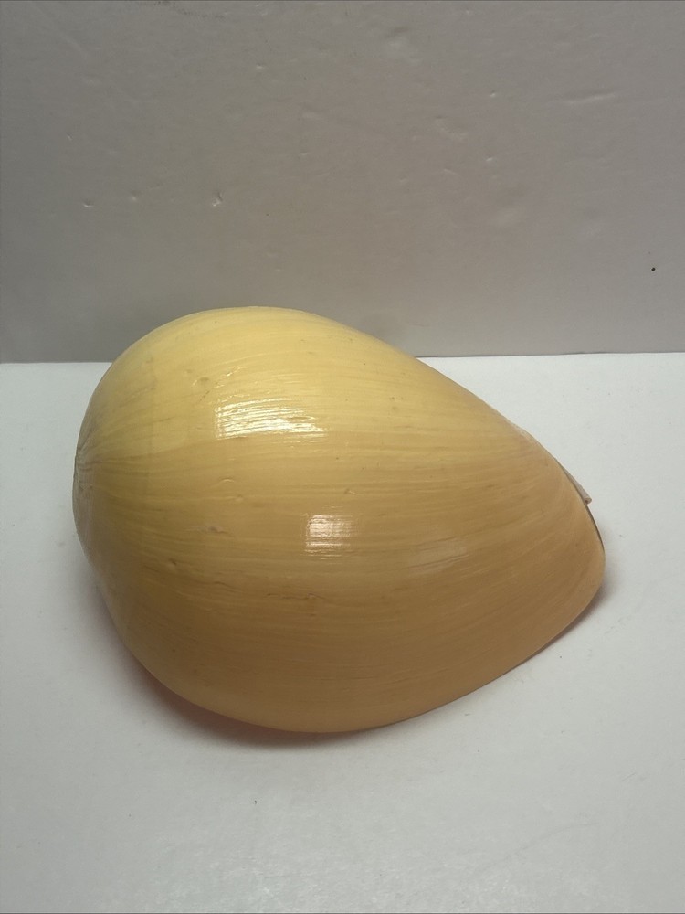 Unique  Yellow Huge Melon Seashell Extra Large Decorative Shell 9"