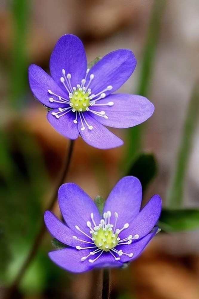 Hepatica (Anemone hepatica) | Bare-root