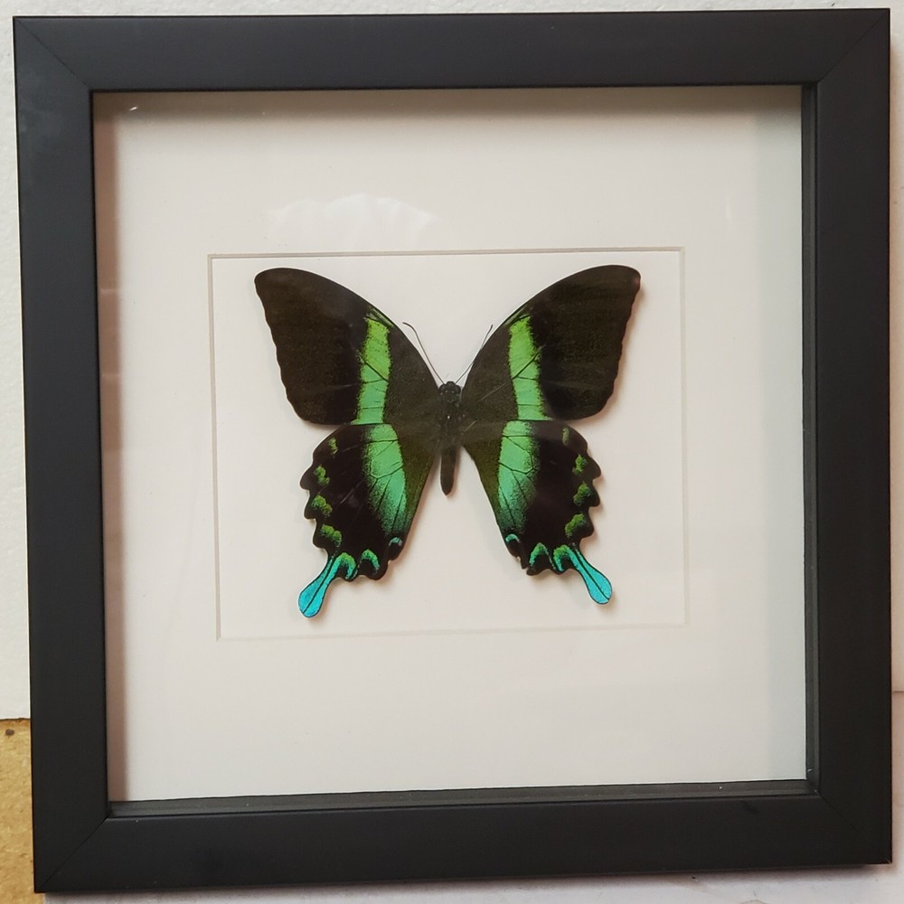 Real framed peacock swallowtail in Custom shadowbox