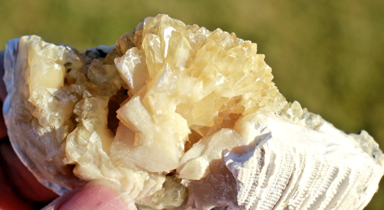 Fluorescent Fossil Crystal Clam from Ruck's Pit, Florida • Mercanaria permanga