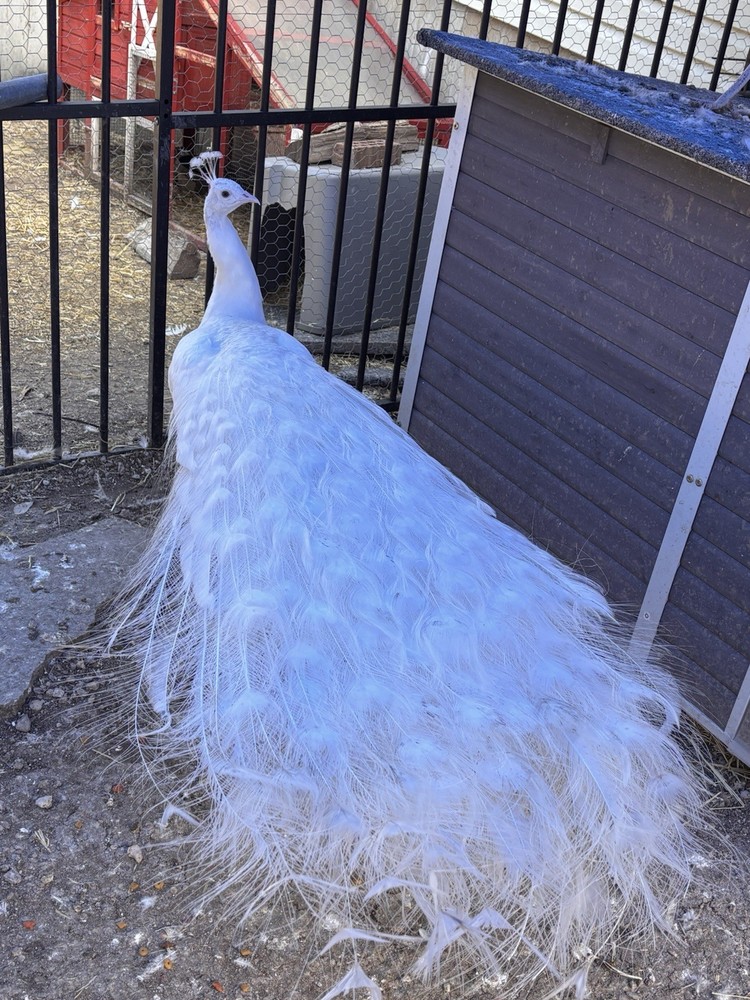 6 Peacock Peafowl Hatching eggs - Ready to ship, plus 1 extra egg!