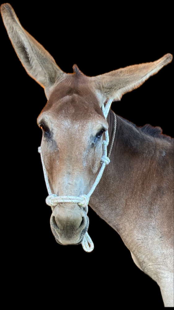 Mule/Donkey Adjustable Rope Halter & 8ft Lead - Very Strong.