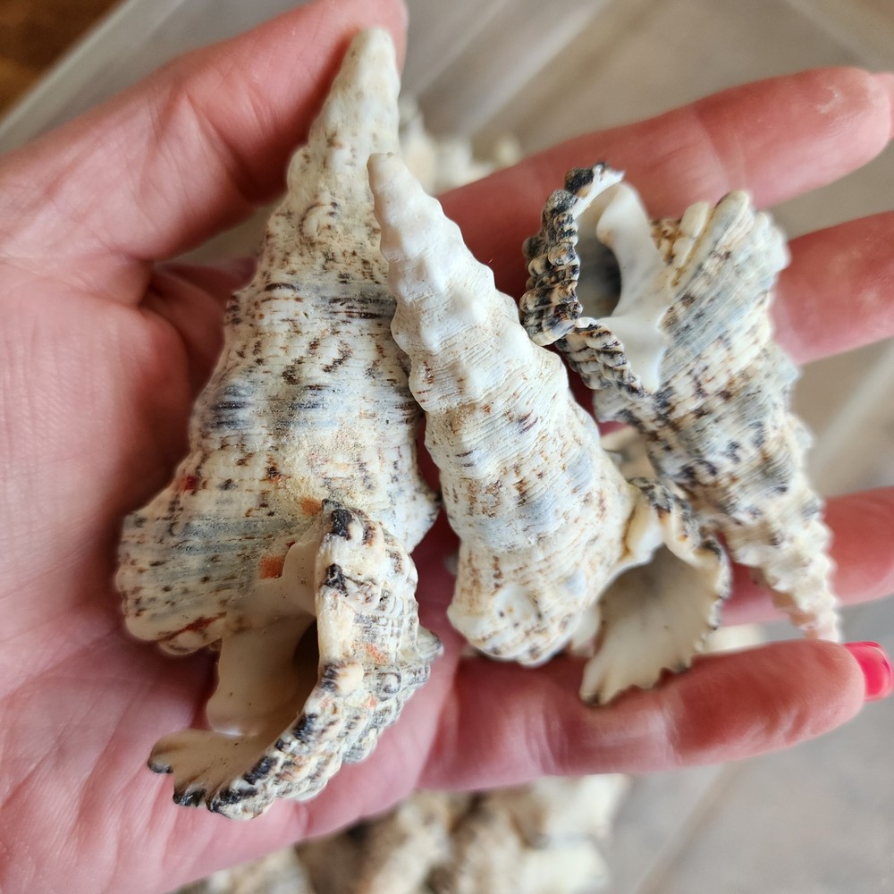 2lb Knobby Cerithium Shells - Beach Wedding - Nautical Shells
