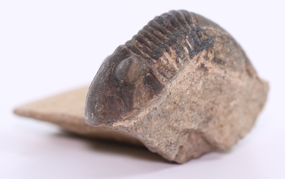 Fossil Trilobite Paralejurus Devonian Morocco COA 5483