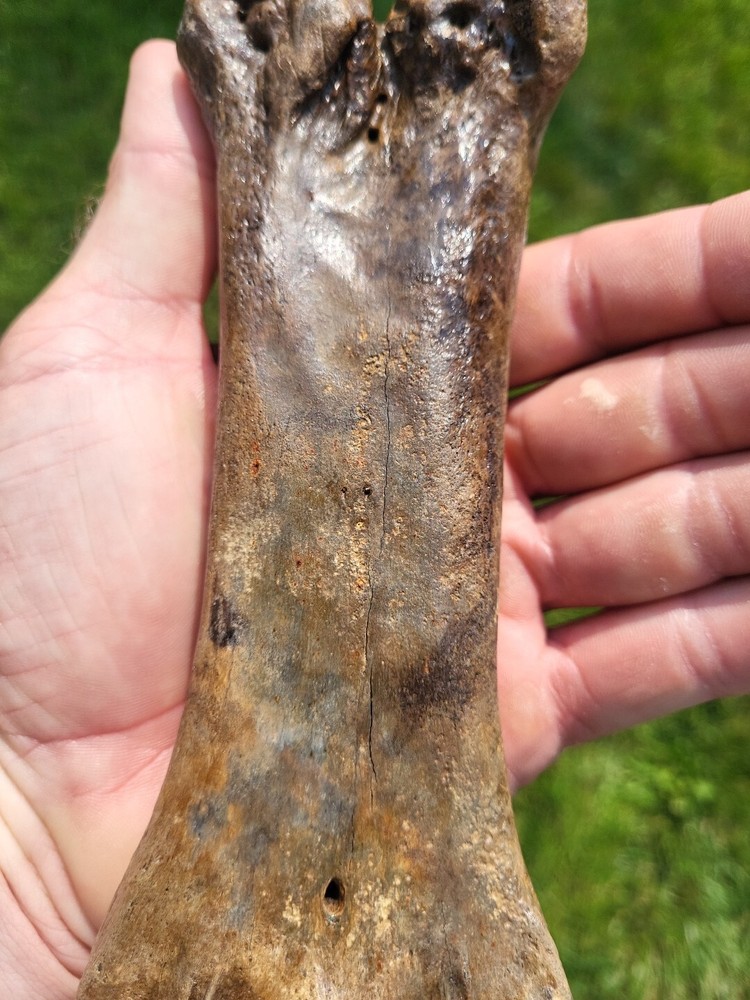 Bison metacarpal Historic bison foot bone