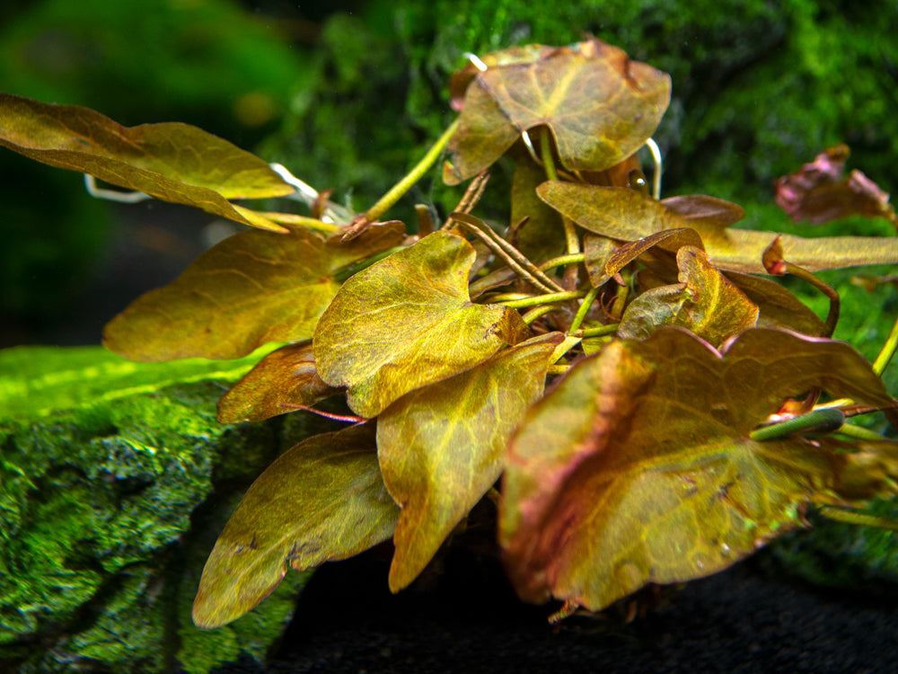 Dwarf Aquarium Lily (Nymphaea stellata), Bulb