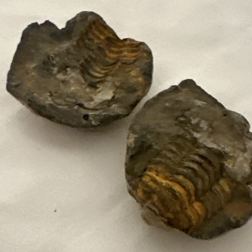 2.2” Flexicalymene Trilobite Nodule