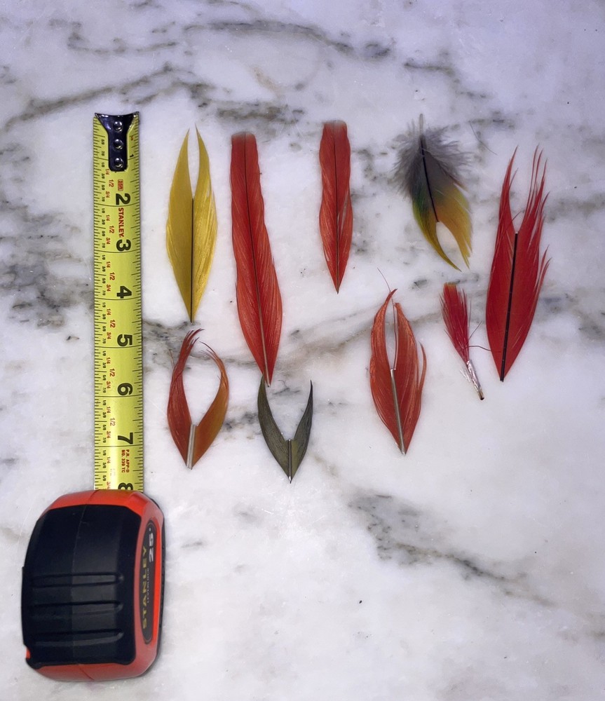 Macaw Feathers