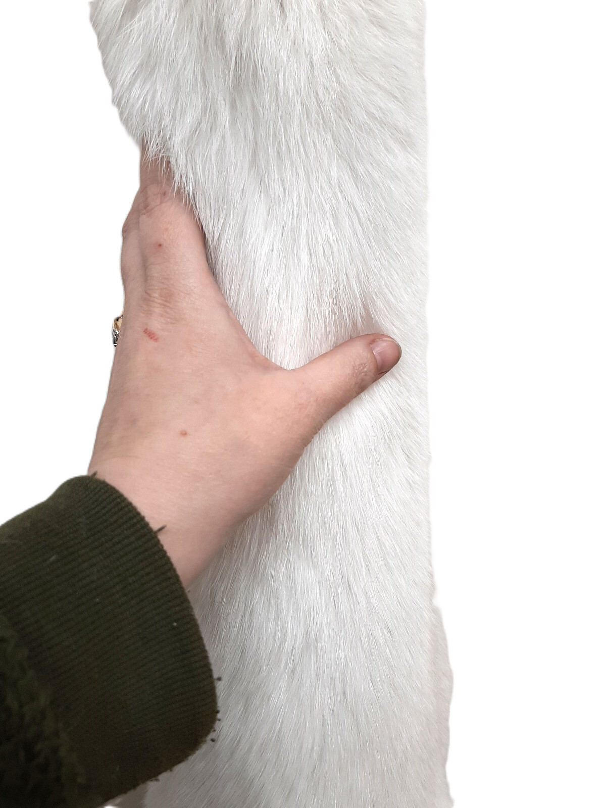 Arctic White Fox Pelt, Ranched - Densely Furred and HUGE