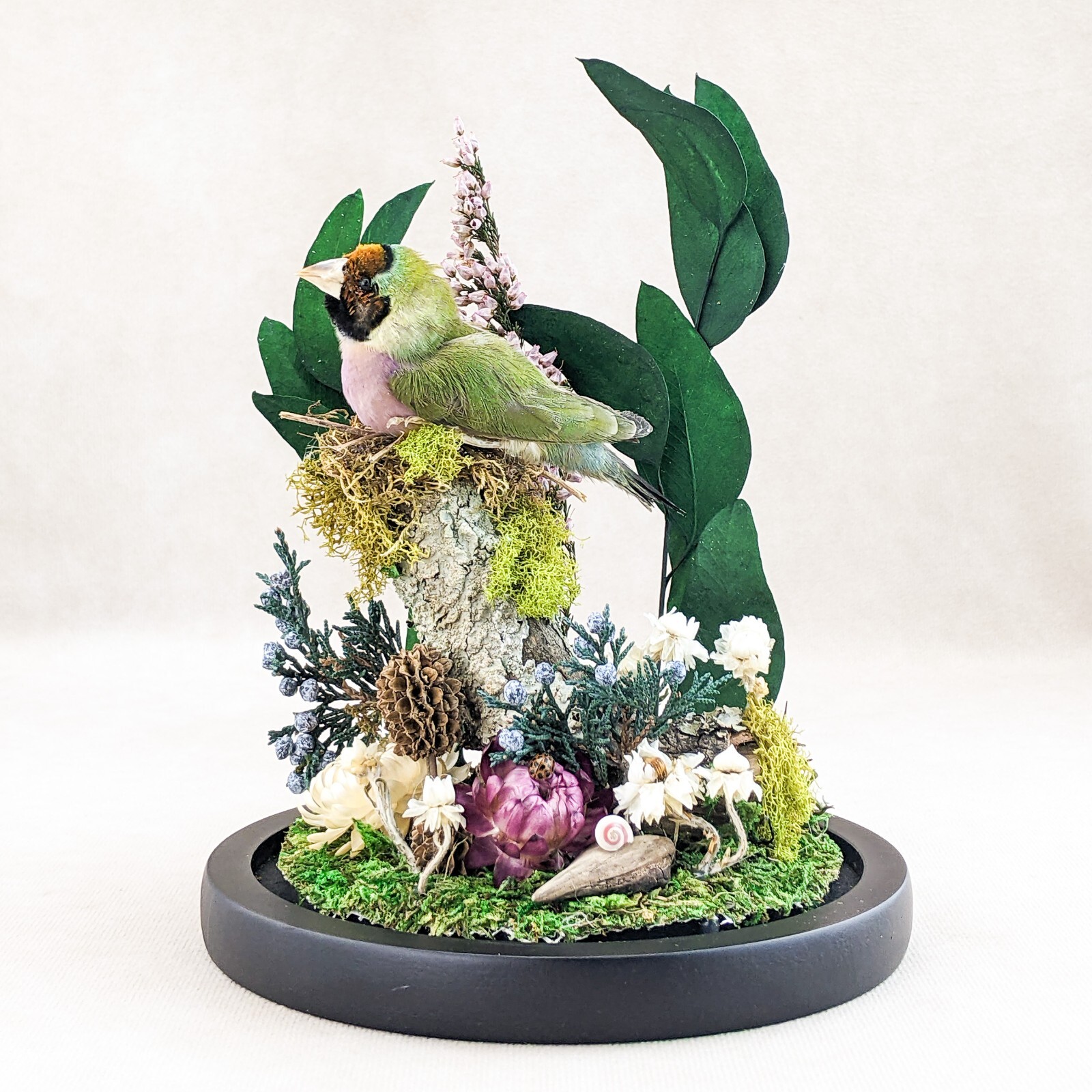 Gouldian Finch Glass Dome Floral Display Taxidermy Oddities Curiosity decor gift