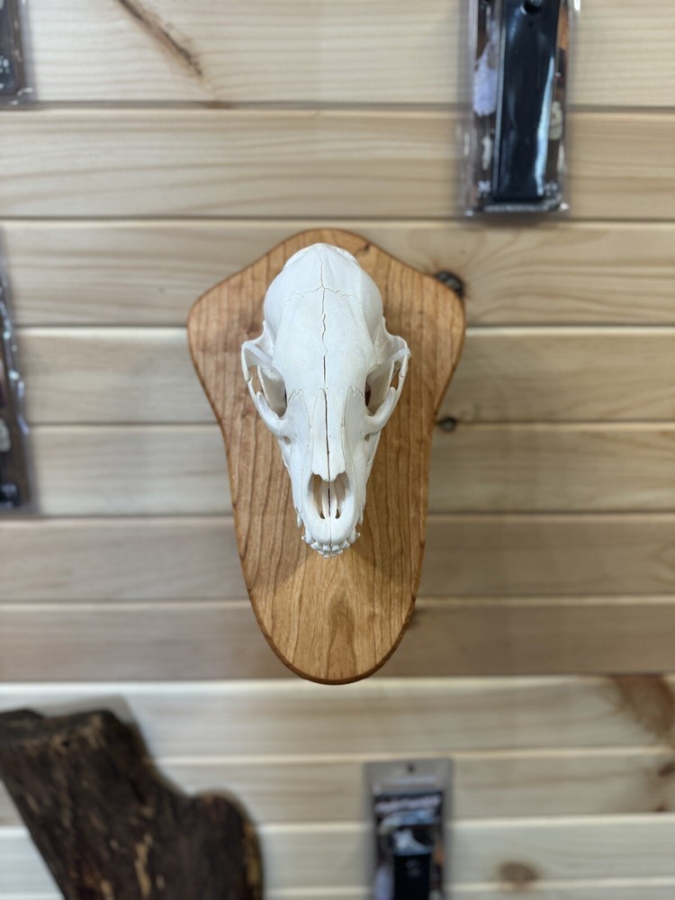 Bear Skull Pedestal