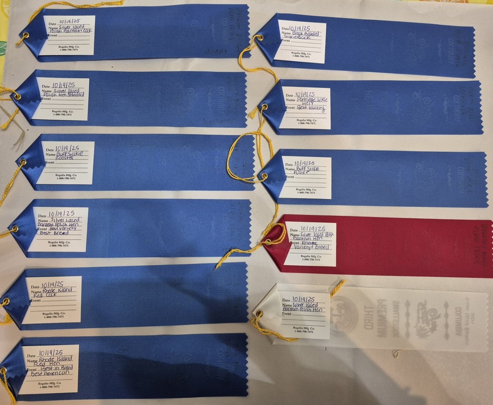 Rhode Island Red hatching eggs 10+ read entire listing