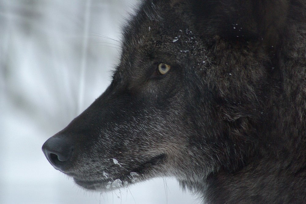 Wolf Taxidermy Reference Photo Cd