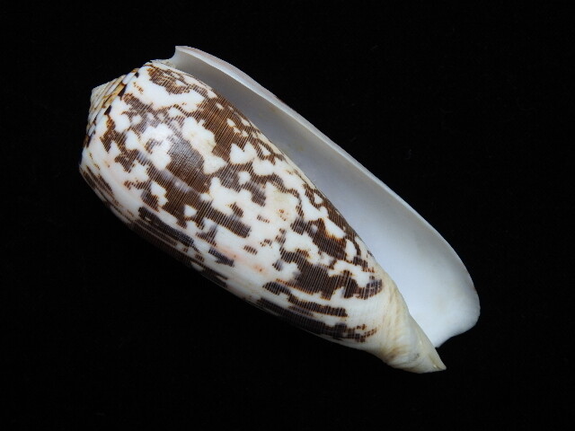 Sea shell Conus striatus 115.2mm ID#6643