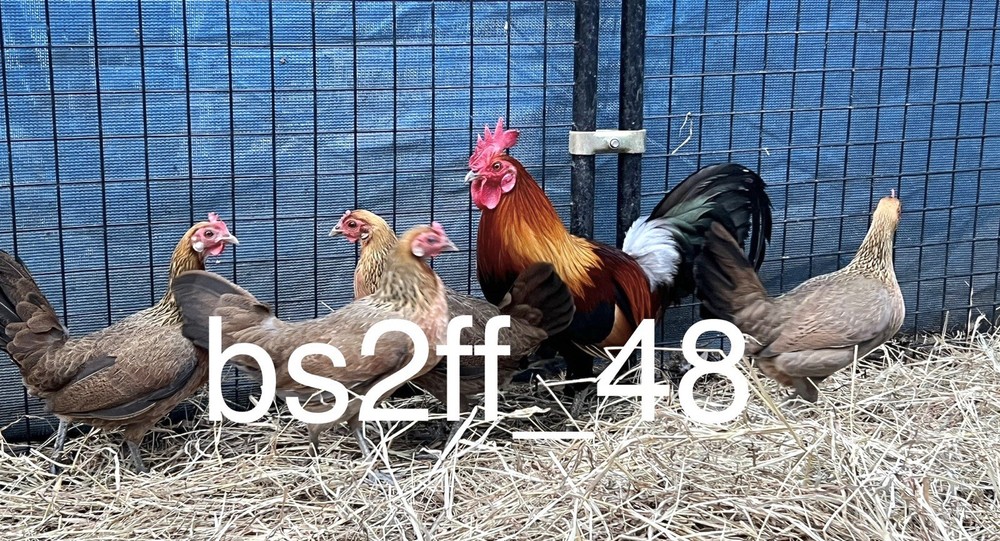 Red Jungle Fowl Hatching Egg