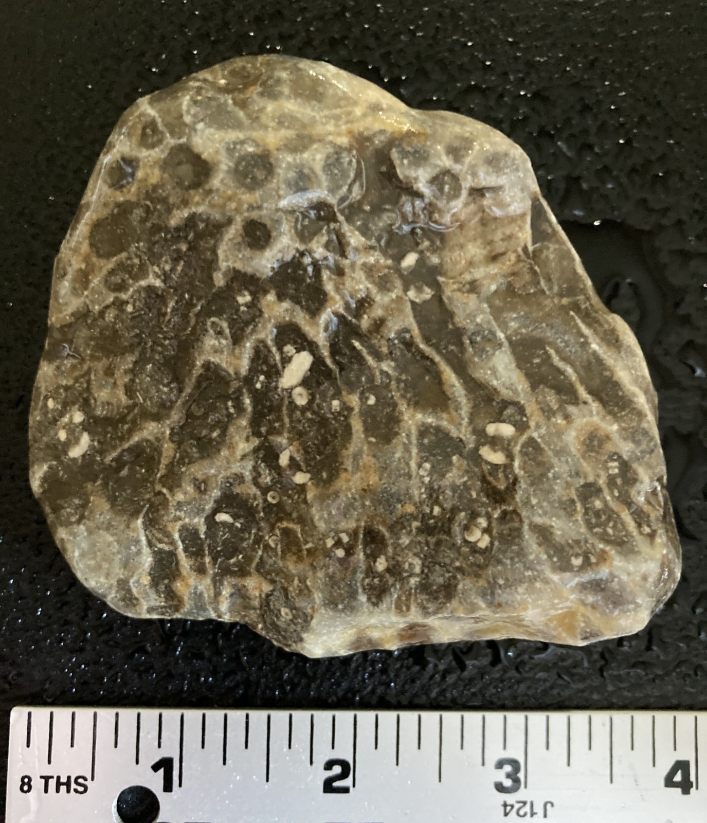 Michigan Petoskey Stone Hexagonaria Fossil Detailed 3.6" Display Specimen 11oz